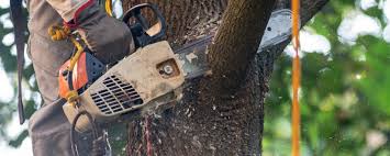 Best Hazardous Tree Removal  in Canyon Creek, WA