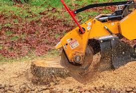Best Lawn Disease Treatment  in Canyon Creek, WA