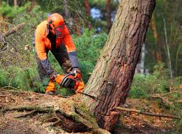 Best Firewood Processing and Delivery  in Canyon Creek, WA