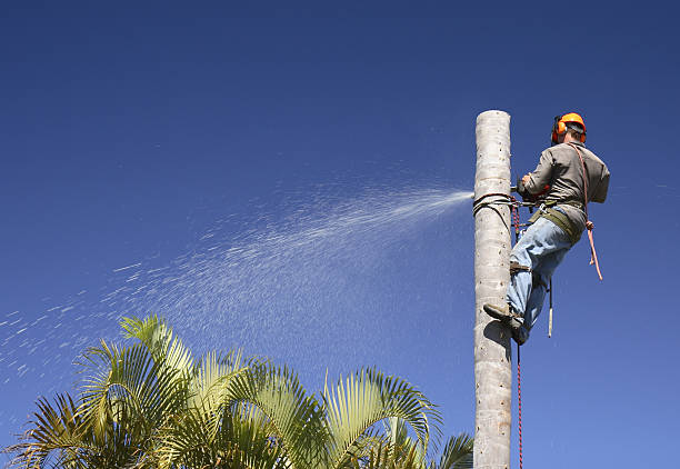 Best Emergency Tree Removal  in Canyon Creek, WA