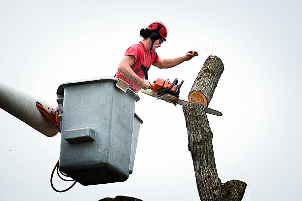 Best Palm Tree Trimming  in Canyon Creek, WA