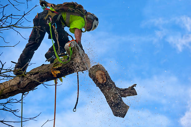 Canyon Creek, WA Tree Care Company
